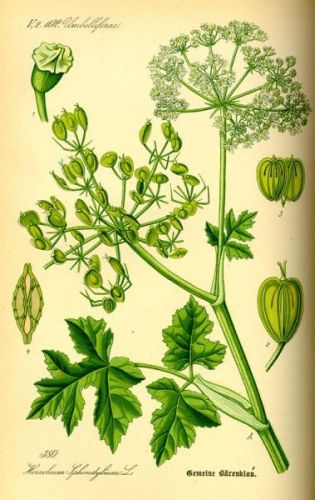 Gum Opopanax from <...> Heracleum - Heracleum sphondylium - Борщевик обыкновенный